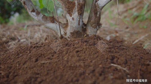 2021 福海頂級(jí)信譽(yù)產(chǎn)品榮耀上市